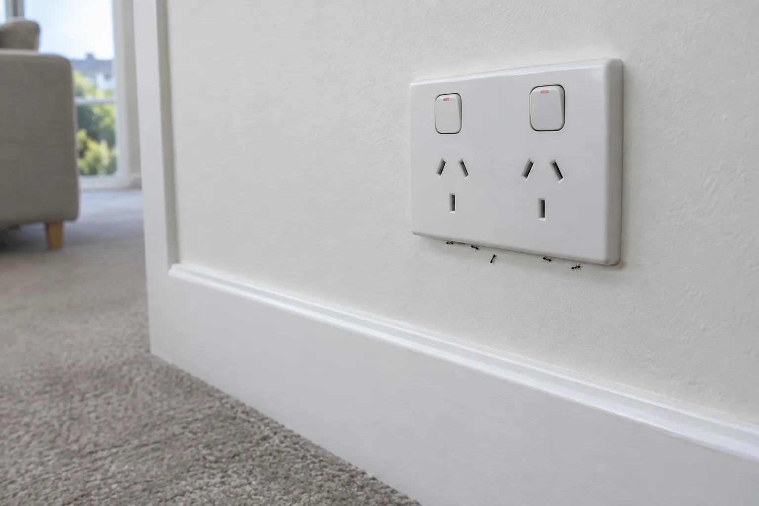 A few tiny dark ants near a wall power point above a skirting board